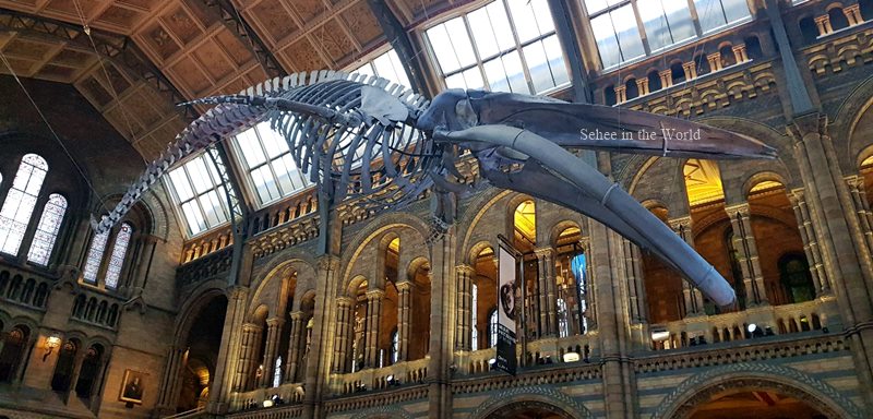 Blue Whale at London Natural History Museum